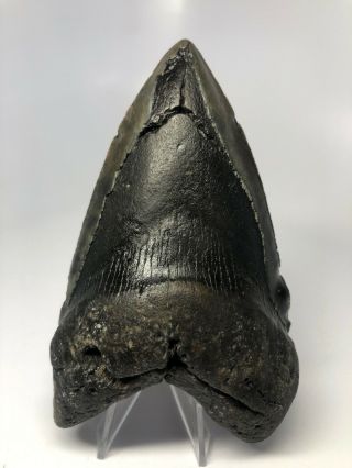 Megalodon Shark Tooth 5.  45” Unique Lower - Rare Fossil - Natural 3813