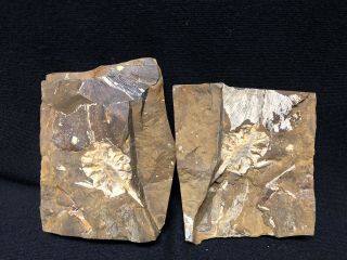 Fossils - Parataxodium Cone Paleocene North Dakota - Fossil Leaves Leaf