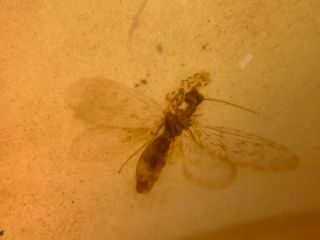 Neuroptera lacewings Burmite Myanmar Amber insect fossil dinosaur age 3