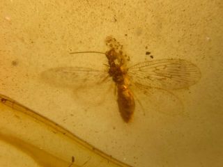 Neuroptera lacewings Burmite Myanmar Amber insect fossil dinosaur age 4