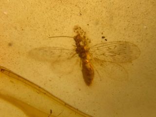 Neuroptera lacewings Burmite Myanmar Amber insect fossil dinosaur age 5