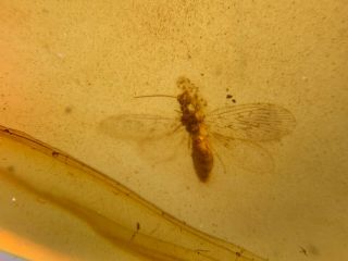 Neuroptera lacewings Burmite Myanmar Amber insect fossil dinosaur age 6