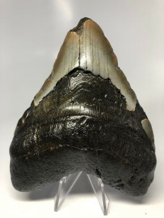 Wide 5.  26” Big Megalodon Shark Tooth Fossil Rare 3493