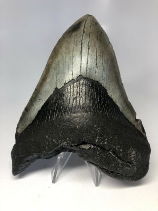 Megalodon Shark Tooth 5.  36” Real - Fossil - Natural 3850