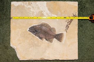 8 - Inch Fish Fossil From The Eocene Green River Formation In Wyoming