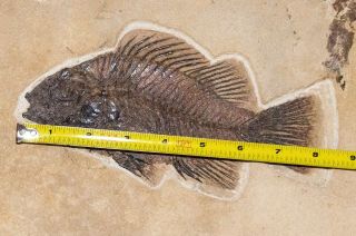 8 - inch FISH FOSSIL from the Eocene Green River formation in Wyoming 2