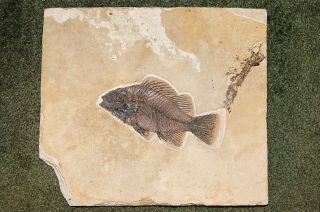 8 - inch FISH FOSSIL from the Eocene Green River formation in Wyoming 3