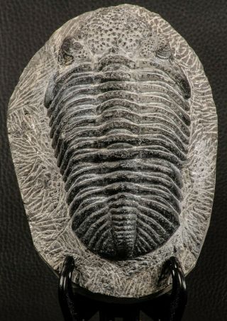 07749 - Top Huge 5.  52 Inch Drotops armatus Middle Devonian Trilobite 2