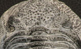 07749 - Top Huge 5.  52 Inch Drotops armatus Middle Devonian Trilobite 3