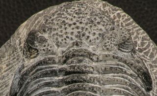 07749 - Top Huge 5.  52 Inch Drotops armatus Middle Devonian Trilobite 5