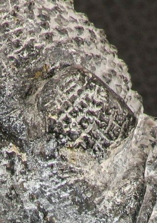 07749 - Top Huge 5.  52 Inch Drotops armatus Middle Devonian Trilobite 6