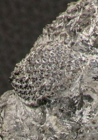 07749 - Top Huge 5.  52 Inch Drotops armatus Middle Devonian Trilobite 7