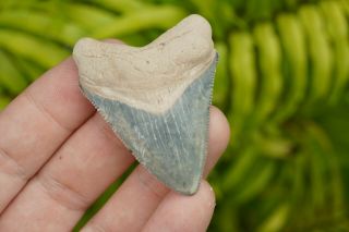 Incredible Blue Megalodon Shark Tooth From Gainesville Florida