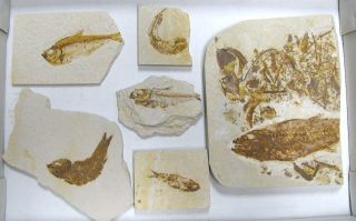 Extinctions - Flat Of 6 Fossil Fish Plates 3 Diff Types