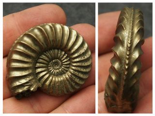 52mm Pleuroceras Ammonite Pyrite Germany Fossil Fossilien Geode Mollusk