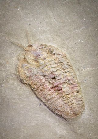 20031 - Museum Grade Bavarilla Zemmourensis With Preserved Antennae Trilobite