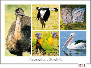 45 Australian Animal Postcards - kangaroos,  emu,  koala,  possums,  whales,  dingo 2