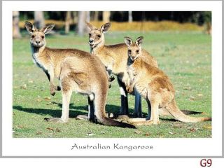 45 Australian Animal Postcards - kangaroos,  emu,  koala,  possums,  whales,  dingo 3