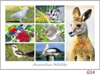 45 Australian Animal Postcards - kangaroos,  emu,  koala,  possums,  whales,  dingo 5