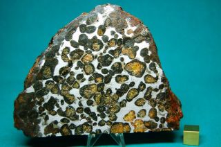 Sericho Meteorite Pallasite 288 Grams