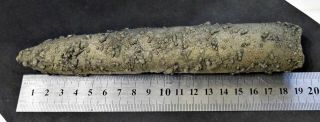 Russian Souvenir: Giant 100 Pyrite Belemnite 7.  72 Inch With Spirulina Worms.