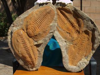 Gigantic 17.  25 " Inch Trilobite Fossil Andalusiana Cambropallas Complete Pair