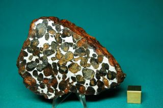 Sericho meteorite Pallasite 108.  5 grams 2