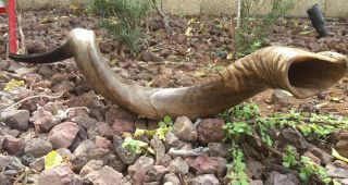 Jumbo Yemenite Kudu Horn Shofar Size 47 " 119cm All Natural From Israel Rare Size
