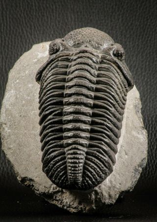 07147 - Top Huge 5.  22 Inch Drotops megalomanicus Middle Devonian Trilobite 2