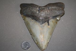 Megalodon Fossil Giant Shark Teeth All Natural Large 5.  44 " Huge Tooth