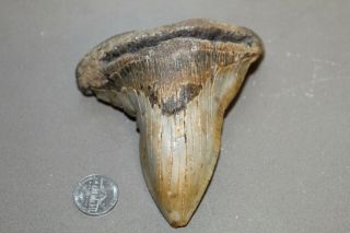 Megalodon Fossil Giant Shark Teeth Natural Large 4.  37 " Huge Rare Deformed Tooth