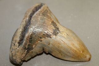 MEGALODON Fossil Giant Shark Teeth Natural Large 4.  37 