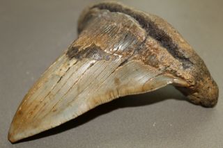 MEGALODON Fossil Giant Shark Teeth Natural Large 4.  37 