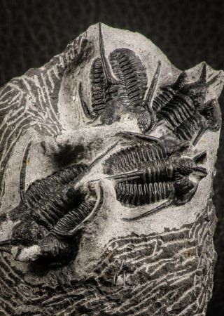 07158 - Top Association 4 " Devil Horned " Cyphaspis Walteri Devonian Trilobites