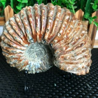 630g Natural Conch Fossil Specimens Of Madagascar My1573