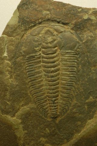Big 5.  5cm Museum Quality Redlichia Chinensis Cambrian Trilobite Hunan China