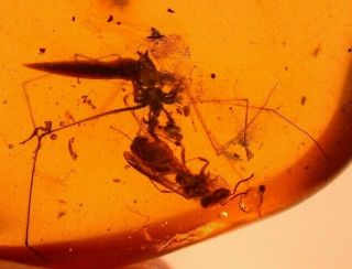 Spider Attacking Wasp In Burmite Amber Fossil From The Dinosaur Age