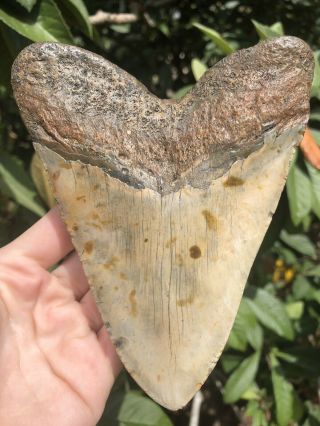 Huge Solid 5.  47” Megalodon Tooth Fossil Shark Teeth