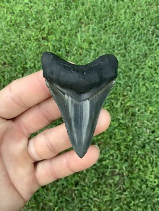 Colorful 2.  85” Chubutensis Fossil Shark Tooth 100 Natural No Restoration