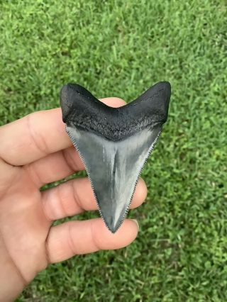 Colorful 2.  85” Chubutensis Fossil Shark Tooth 100 Natural No Restoration 2