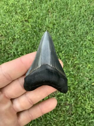 Colorful 2.  85” Chubutensis Fossil Shark Tooth 100 Natural No Restoration 3