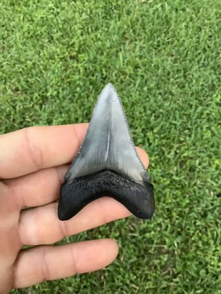 Colorful 2.  85” Chubutensis Fossil Shark Tooth 100 Natural No Restoration 4