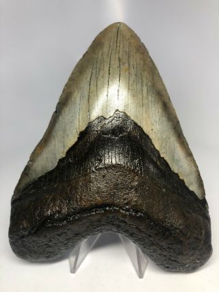 Megalodon Shark Tooth 5.  50” - Real Fossil - No Restoration 3897
