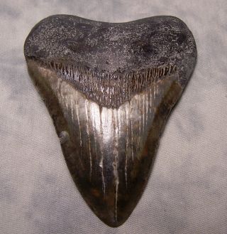 Megalodon Tooth Huge 4 1/8 " Fossil Shark Teeth Jaw Megladon Meg Scuba Diver Meg