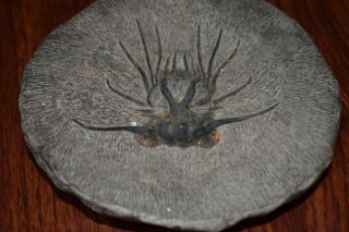 Ceratarges Trilobite Fossil From Morocco