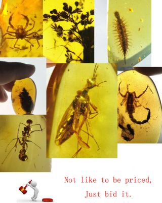 Neuroptera Osmylidae lacewings larvae&wasp Burmite Myanmar Amber insect fossil 6