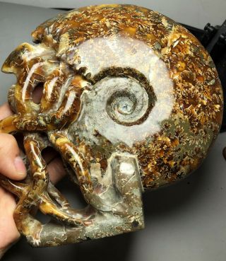 1094g Madagascar Rare Split Ammonite Fossil Specimen Shell Healing F312