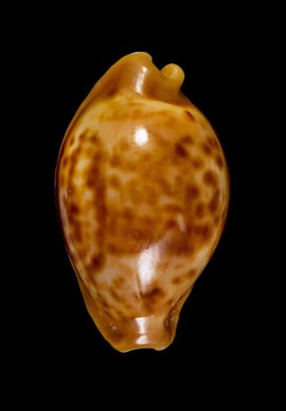Shell Cypraea Surinamensis Brasil 28,  4 Mm Large Fresh Beauty