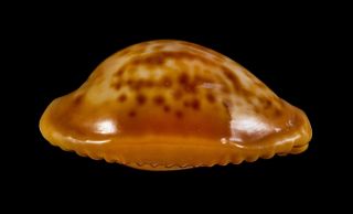 Shell CYPRAEA SURINAMENSIS Brasil 28,  4 mm large fresh beauty 4