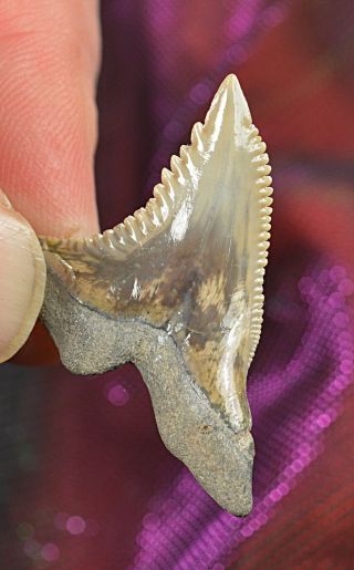 Xxl Florida Hemipristis Shark Tooth Fossil Teeth Megalodon Era